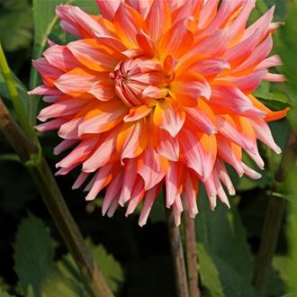 Dahlia Tangerine Temptation 