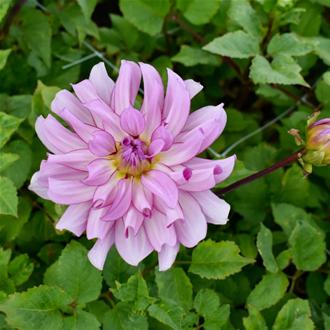 Dhalia Savanna Blush