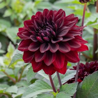 Dahlia Velvet Noir