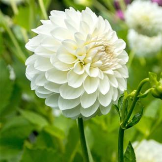 Dahlia Boom Boom White
