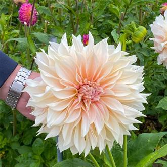 DAHLIA Cafe au Lait