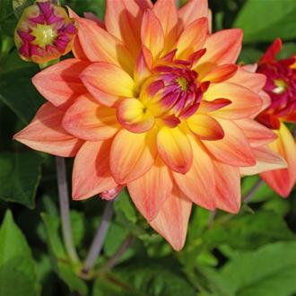 Dahlia Melody Dora