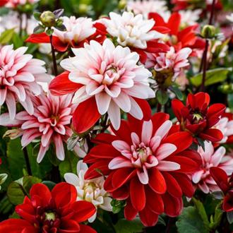 Dahlia Ocean Whisper