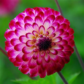 Dhalia Cherry Button