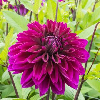Dahlia Velvet Majesty