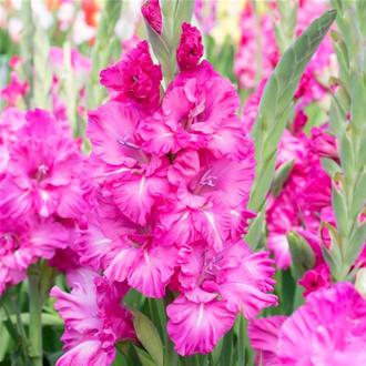 Gladiolus Crimson