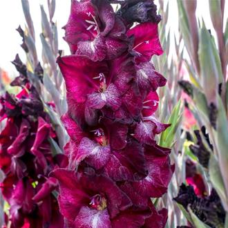 Gladiolus Royal Flame