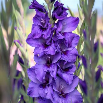 Gladiolus Coral Horizon
