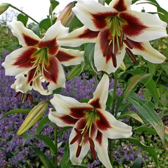 Giant Lilium Beverly Dreams