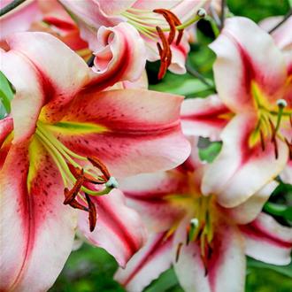 Giant Lilium Golden Triumph