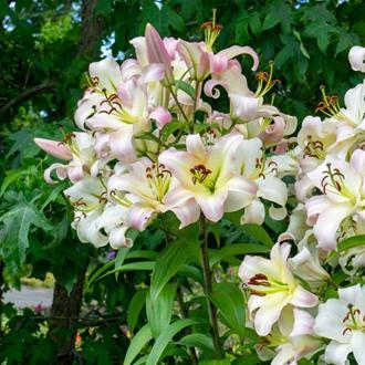 Giant Lilium Pretty Women