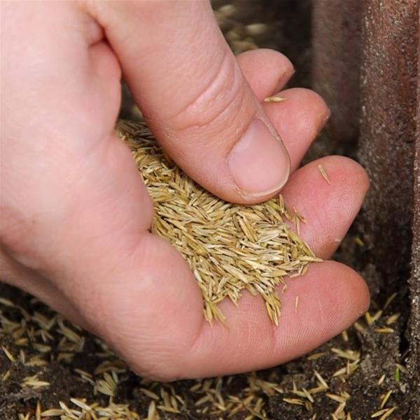 Ornamental Lawn Grass Seed Ornamental Lawn Grass Seed