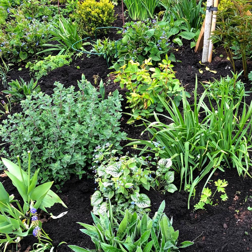 Beds & Borders Soil