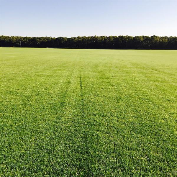 Top Tee Turf - 1 Metre Sq Rolls Top Tee Turf - 1 Metre Sq Rolls