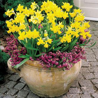 'Tete-a-Tete' Narcissus